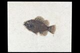 Fossil Fish (Cockerellites) - Green River Formation #172935-1